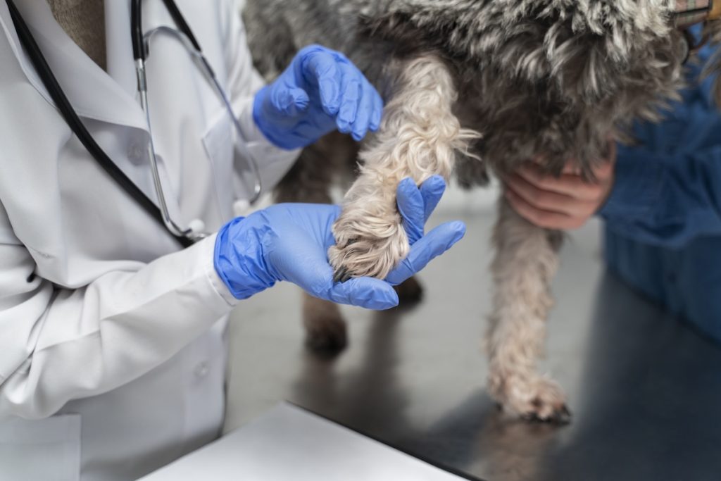 close up doctor holding dog s paw - Vet Care Dubai close up doctor holding dog s paw - Vet Care Dubai