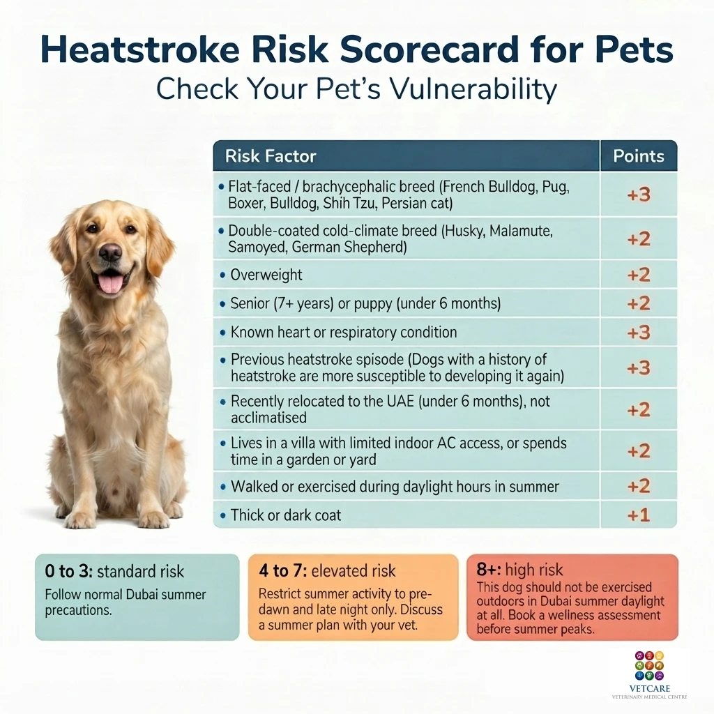 dog Heatstroke Risk - Vet Care Dubai dog Heatstroke Risk - Vet Care Dubai