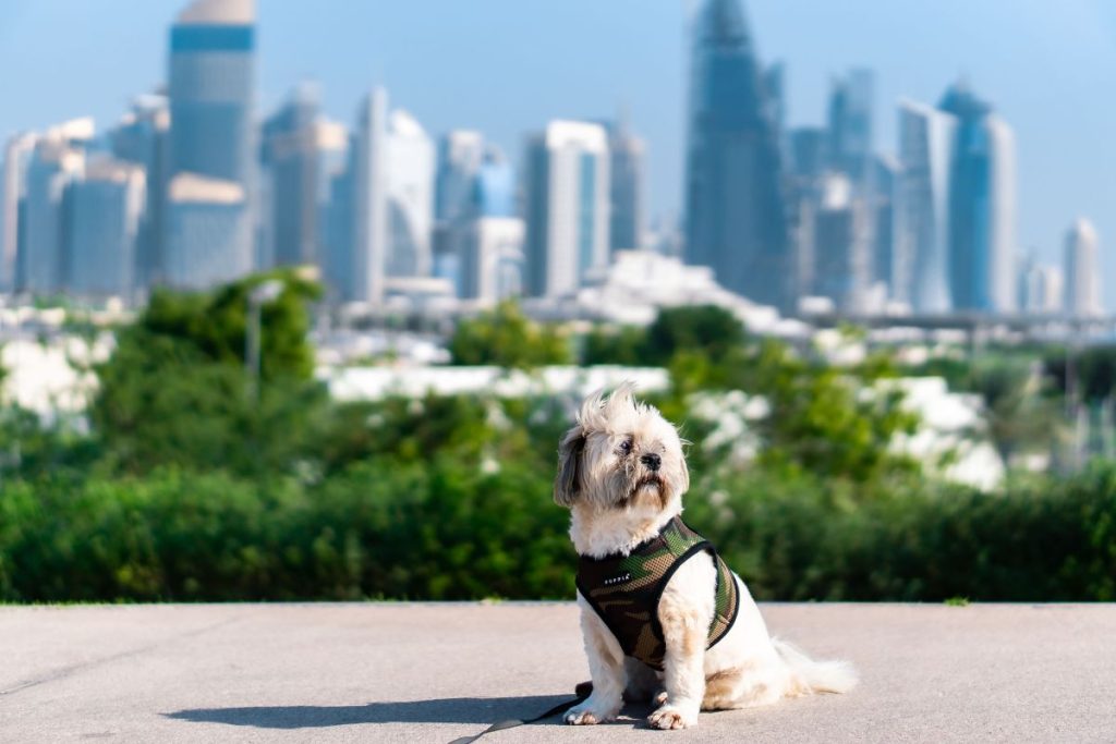 dog walking in hot summer - Vet Care Dubai Is It Too Hot to Walk Your Dog in Dubai