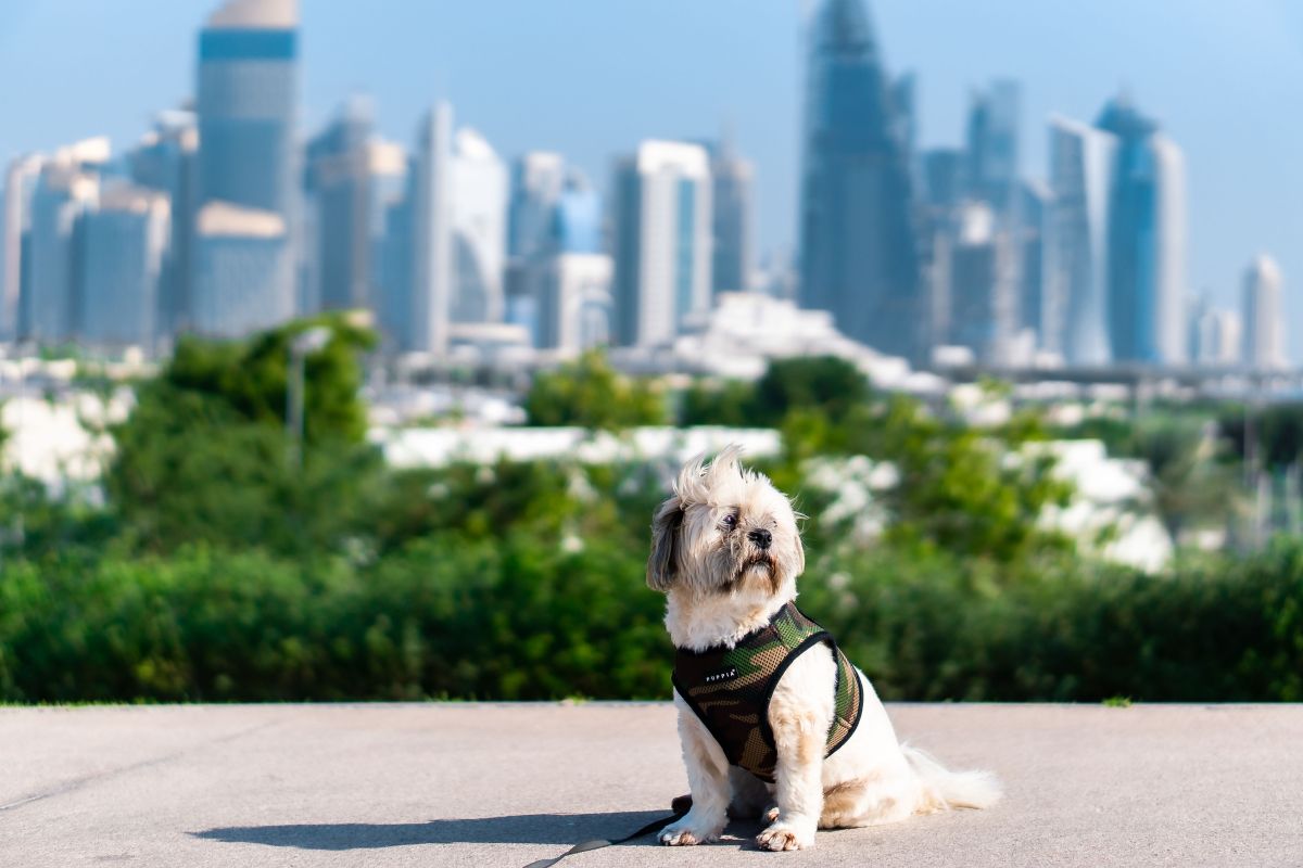 Is It Too Hot to Walk Your Dog in Dubai